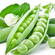 25+ Organic Peas- Little Marvel- PISUM SATIVUM - Heirloom- Non GMO---A086