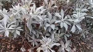 100+  White Sage Organic Herbs Perennial Seed- SALVIA APIANA-Very Rare and Incredibly Medicinal! Make your own Sage!---G003