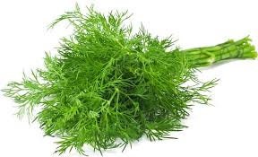 500+ Organic Dill Seeds- Heirloom Variety- Non GMO- Seeds- ANATHUM GRAVEOLENS----G017