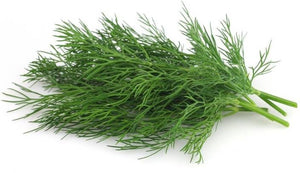 500+ Organic Dill Seeds- Heirloom Variety- Non GMO- Seeds- ANATHUM GRAVEOLENS----G017