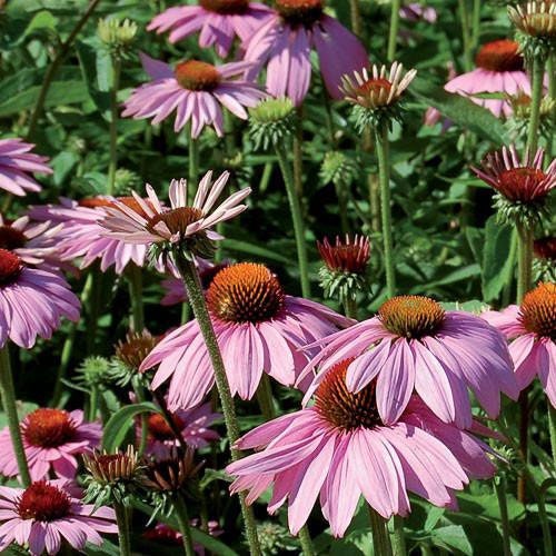 100+ Organic Echinacea Purpurea Coneflower Medicinal Seeds-Purple Echinecea--Purple Coneflower (Non GMO)---G023