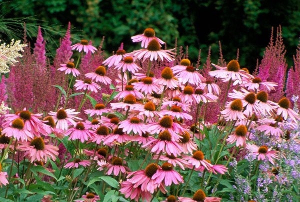 100+ Organic Echinacea Purpurea Coneflower Medicinal Seeds-Purple Echinecea--Purple Coneflower (Non GMO)---G023