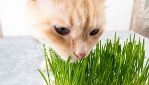 200+ Organic Cat Grass Seeds -- Your Cat deserve the best...Digestive Aid for Cats!...G029