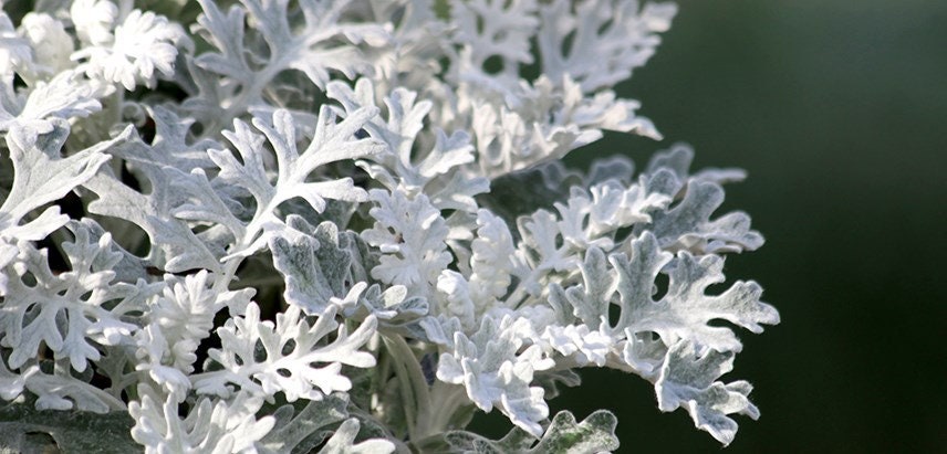 100+ Dusty Miller Plant Seeds-Centaurea cineraria -- Endangered Specie--Deer Resistant Annual---G030