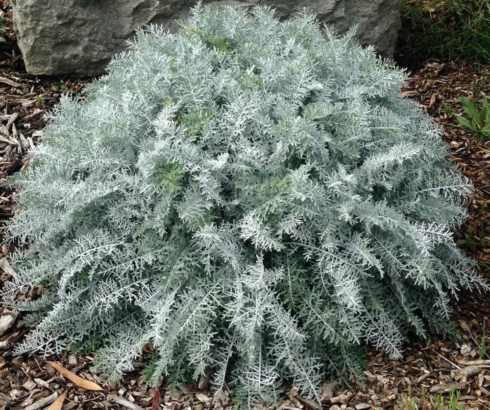 100+ Dusty Miller Plant Seeds-Centaurea cineraria -- Endangered Specie--Deer Resistant Annual---G030