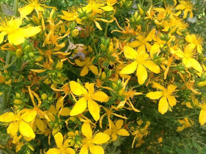 50+ Organic  St John's Wort Herbal Seeds-Medicinal Herbs-HYPERICUM PERFORATUM- Perennial Plant---G031