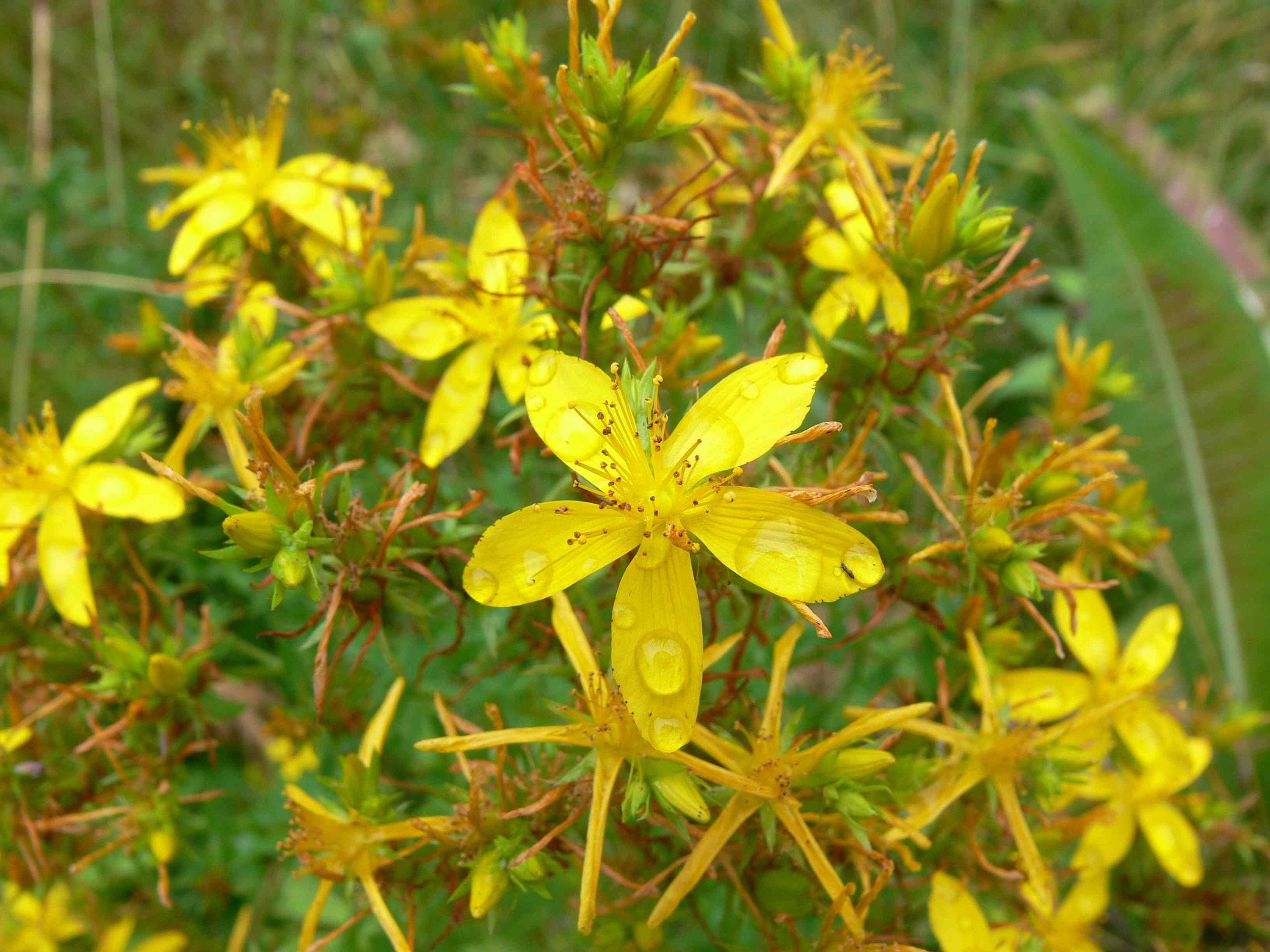 50+ Organic  St John's Wort Herbal Seeds-Medicinal Herbs-HYPERICUM PERFORATUM- Perennial Plant---G031