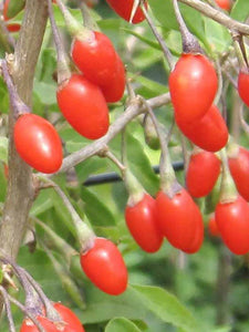 30+ Super Big GOJI-BERRY Seeds- Sweet WOLFBERRY-Lycium-Chinense-D007