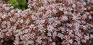 50+ Spanish Stonecrop Seeds-SEDUM HISPANICUM- Drought Tolerant Low Maintenance Ground Cover Succulent Seeds--C077