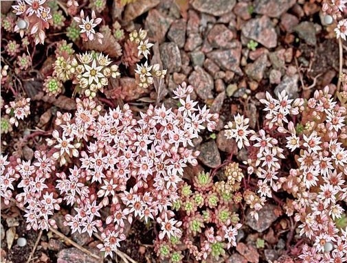 50+ Spanish Stonecrop Seeds-SEDUM HISPANICUM- Drought Tolerant Low Maintenance Ground Cover Succulent Seeds--C077