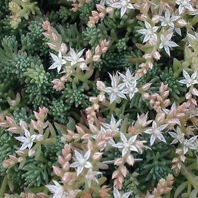 50+ Spanish Stonecrop Seeds-SEDUM HISPANICUM- Drought Tolerant Low Maintenance Ground Cover Succulent Seeds--C077