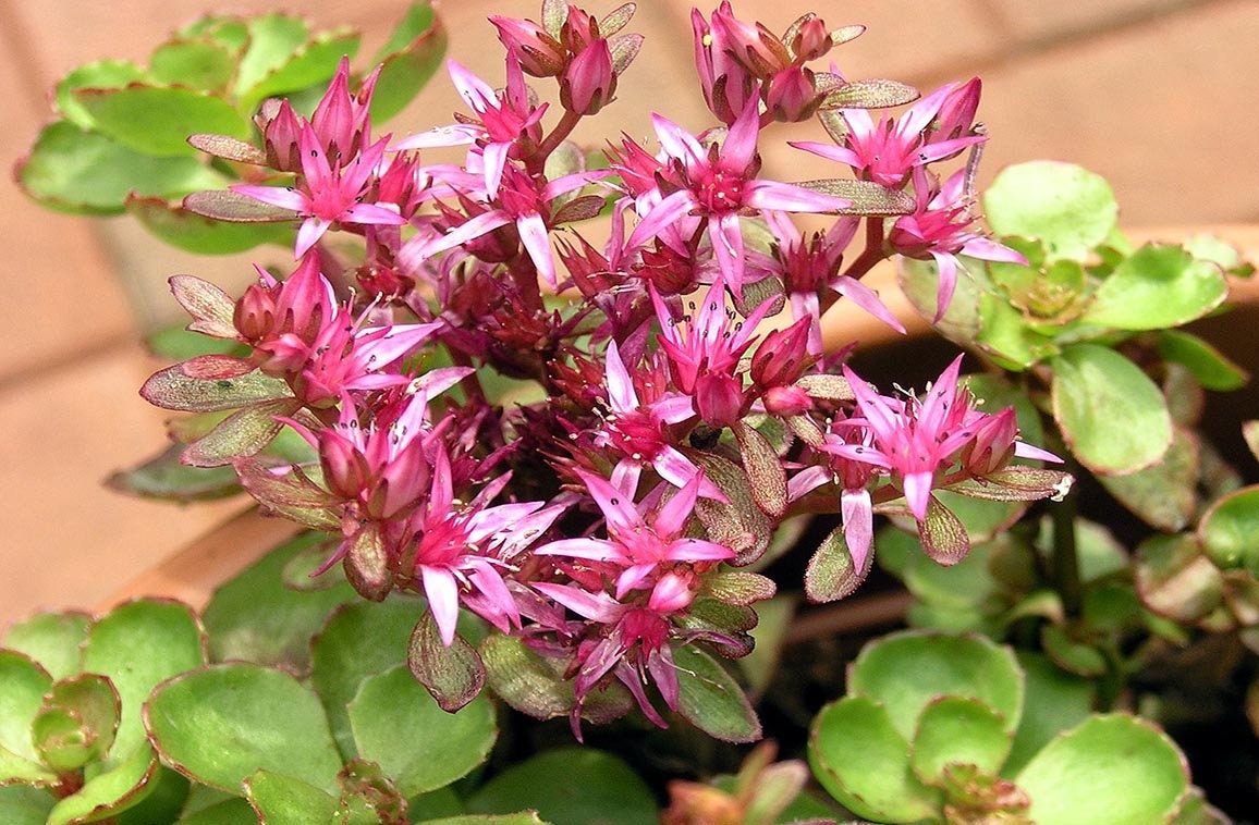 100+ Stonecrop Dragon's Blood Seeds-Sedum  Dragon's Blood-SPURIUM COCCINEUM- Perennial Succulent Ground Cover-C068