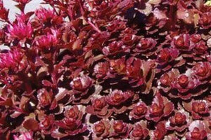 100+ Stonecrop Dragon's Blood Seeds-Sedum  Dragon's Blood-SPURIUM COCCINEUM- Perennial Succulent Ground Cover-C068