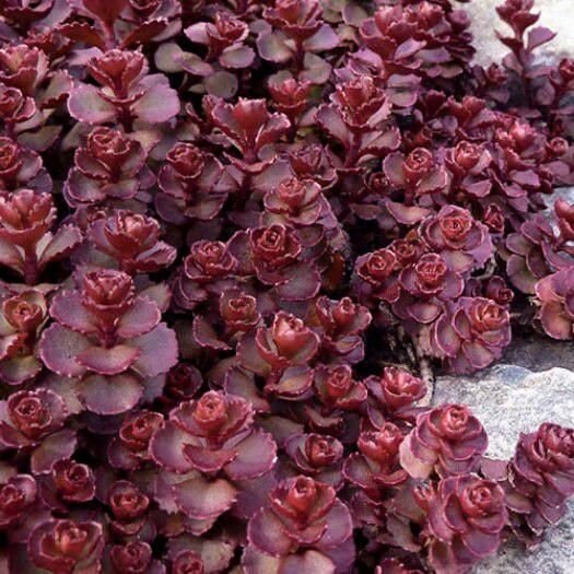 100+ Stonecrop Dragon's Blood Seeds-Sedum  Dragon's Blood-SPURIUM COCCINEUM- Perennial Succulent Ground Cover-C068