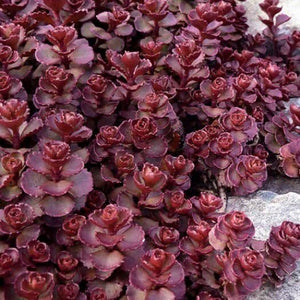 100+ Stonecrop Dragon's Blood Seeds-Sedum  Dragon's Blood-SPURIUM COCCINEUM- Perennial Succulent Ground Cover-C068