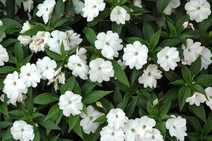 25+ Baby White Impatiens Flower Seeds/IMPATIENS WALLERIANA-White Impatiens-Touch-me-not Flower- Beautiful Annual-B482