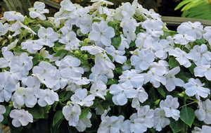 25+ Baby White Impatiens Flower Seeds/IMPATIENS WALLERIANA-White Impatiens-Touch-me-not Flower- Beautiful Annual-B482