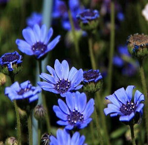 50+ Blue Felicia Daisy Flower Seeds-Felicia Heterophylla- Felicia Blue Daisy Flower-Forever Blue Flower-B483