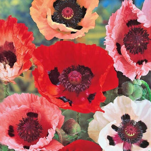 100+ Oriental Mix Poppy Flower Seeds-Colorful and Beautiful Perennial- Papaver Orientale-Oriental Poppies-B486