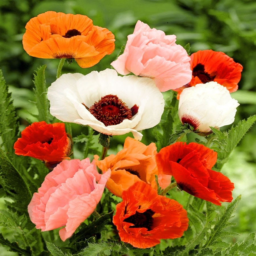 100+ Oriental Mix Poppy Flower Seeds-Colorful and Beautiful Perennial- Papaver Orientale-Oriental Poppies-B486