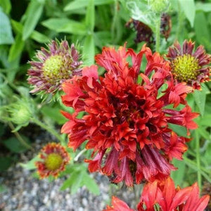 25+ Red Blanket Flower Seeds--Sundance Red Gaillardia-Great Annual-Gaillardia Pulchella-B488