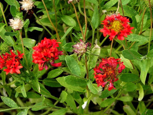 25+ Red Blanket Flower Seeds--Sundance Red Gaillardia-Great Annual-Gaillardia Pulchella-B488