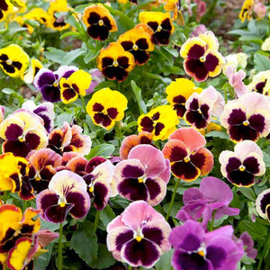 Ferry-Morse Pansy Swiss Giant Mixed Colors Flower Seeds (Seed