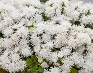 100+ White Floss Flower Seeds-Dwarf Floss Flower-Attractive and Fast growing Annual-Ageratum Houstonianum-Great for beds,borders etc -B497