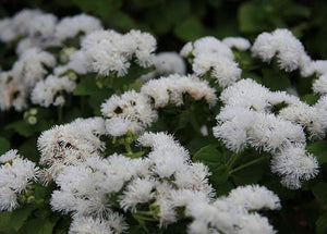 100+ White Floss Flower Seeds-Dwarf Floss Flower-Attractive and Fast growing Annual-Ageratum Houstonianum-Great for beds,borders etc -B497