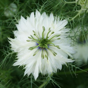 50+ Nigella White Flower Seeds-NIGELLA DAMASCENA-Love in a Mist White Flower Seeds- Nigella African Bride-Fluffy Annual-B500