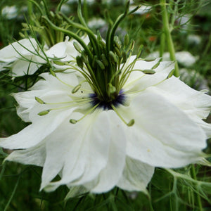 50+ Nigella White Flower Seeds-NIGELLA DAMASCENA-Love in a Mist White Flower Seeds- Nigella African Bride-Fluffy Annual-B500