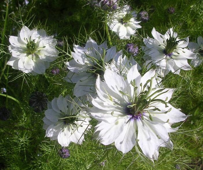 50+ Nigella White Flower Seeds-NIGELLA DAMASCENA-Love in a Mist White Flower Seeds- Nigella African Bride-Fluffy Annual-B500