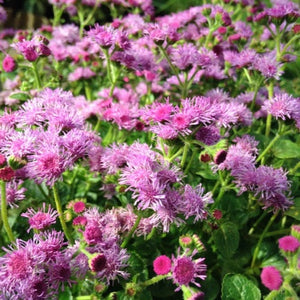 100+ Pink Floss Flower Seeds-Dwarf-Mexican paintbrush--Floss Flower-Fast growing Annual-AGERATUM HOUSTONIANUM-B501