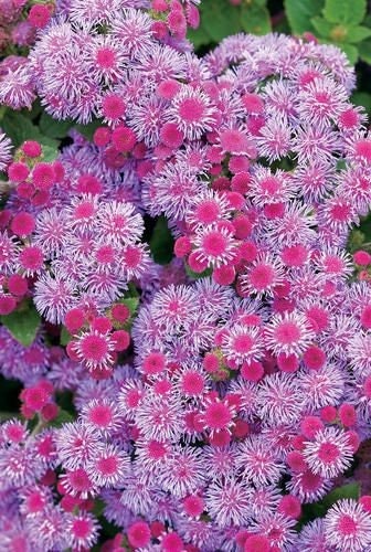 100+ Pink Floss Flower Seeds-Dwarf-Mexican paintbrush--Floss Flower-Fast growing Annual-AGERATUM HOUSTONIANUM-B501