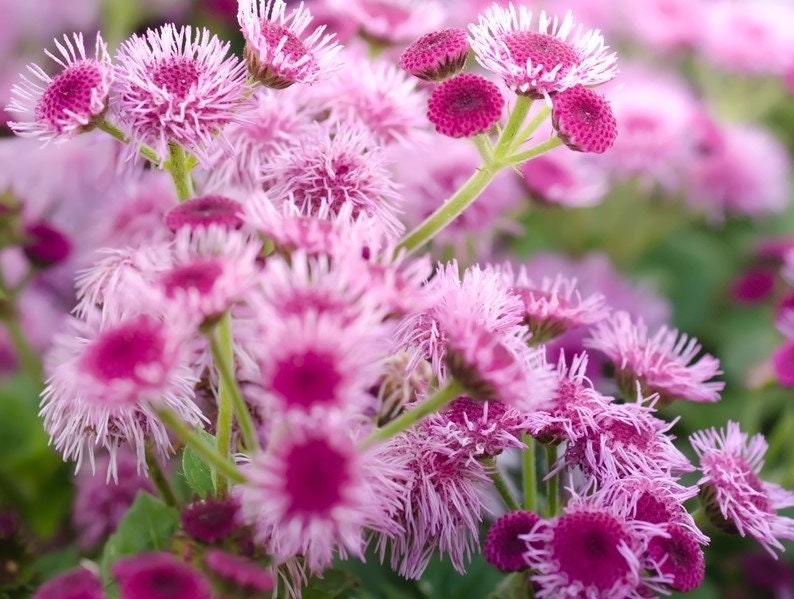 100+ Pink Floss Flower Seeds-Dwarf-Mexican paintbrush--Floss Flower-Fast growing Annual-AGERATUM HOUSTONIANUM-B501