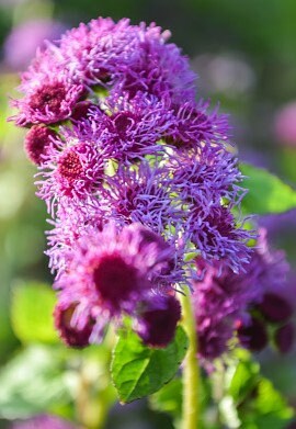 100+ Pink Floss Flower Seeds-Dwarf-Mexican paintbrush--Floss Flower-Fast growing Annual-AGERATUM HOUSTONIANUM-B501