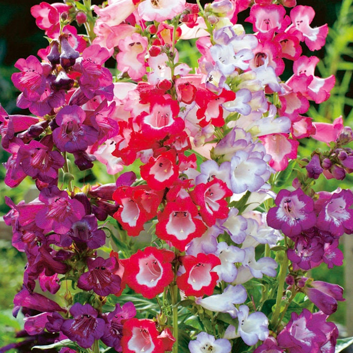 100+ Penstemon Beardtongue Mix Flower Seeds-Penstemon Gentianoides-Beardtongue Flower--Excellent Perennial-B515