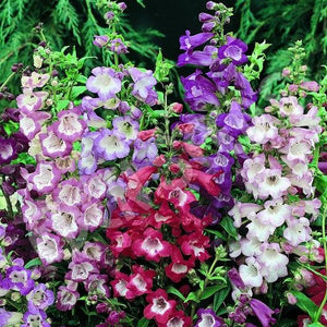 100+ Penstemon Beardtongue Mix Flower Seeds-Penstemon Gentianoides-Beardtongue Flower--Excellent Perennial-B515