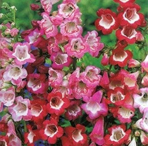 100+ Penstemon Beardtongue Mix Flower Seeds-Penstemon Gentianoides-Beardtongue Flower--Excellent Perennial-B515