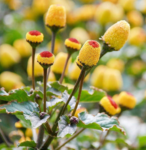 50+ Toothache Plant Seeds-ACMELLA OLERACEA-Highly Medicinal-Paracress-Tingflowers-Electric daisy- -G055