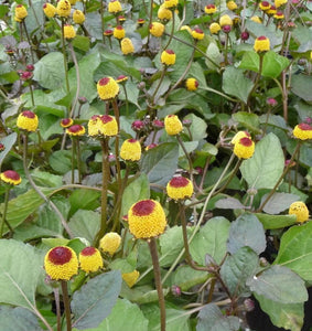 50+ Toothache Plant Seeds-ACMELLA OLERACEA-Highly Medicinal-Paracress-Tingflowers-Electric daisy- -G055