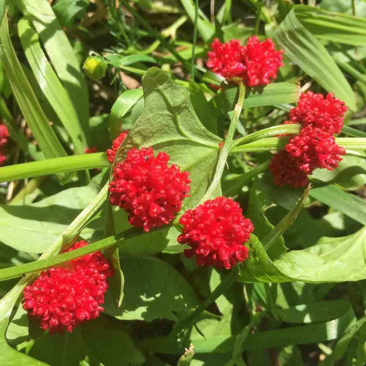 50+ Strawberry Spinach Seeds- Goosefoot-Chenopodium Filiosum-Sweet and Mild Flavored Annual-Strawberry Sticks-Beetberry-D025