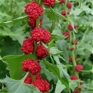 50+ Strawberry Spinach Seeds- Goosefoot-Chenopodium Filiosum-Sweet and Mild Flavored Annual-Strawberry Sticks-Beetberry-D025