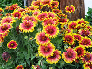 100+  Mix Gaillardia Blanket Flower Seeds-Gaillardia Aristata Mix Flower Seeds-Blanket Flower-Indian Blanket-B516