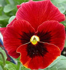 30+  Red Swiss Giant Pansy Flower Seeds-Viola Swiss giant-  Stunning Alpenglow Pansy- Viola x Wittrockiana- Biennial--B408