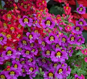 100+ Angel Wings Mix Flower Seeds-Schizanthus Wisetonensis- Schizanthus Angel Wings Flower- Poor Man's Orchid-Butterfly Annual Flower-(B418)