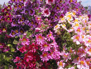 100+ Angel Wings Mix Flower Seeds-Schizanthus Wisetonensis- Schizanthus Angel Wings Flower- Poor Man's Orchid-Butterfly Annual Flower-(B418)