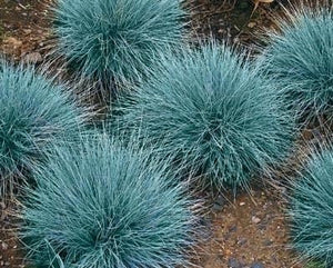 50+  Blue Fescue Grass Seeds-FESTUCA GLAUCA- Semi Evergreen Ornamental Perennial-G035