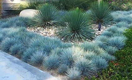 50+  Blue Fescue Grass Seeds-FESTUCA GLAUCA- Semi Evergreen Ornamental Perennial-G035