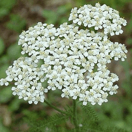 500+ White Yarrow Summer Flower Seeds- Yarrow White Wildflower- ACHILLEA MILLEFOLIUM- Beautiful and Medicinal-Common Yarrow--B421